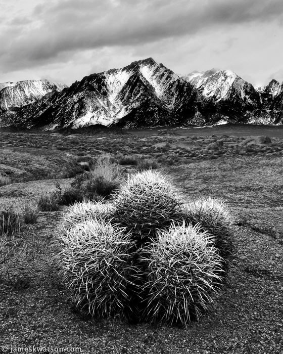 Barrel Cacti Photo, Eastern Sierra, California