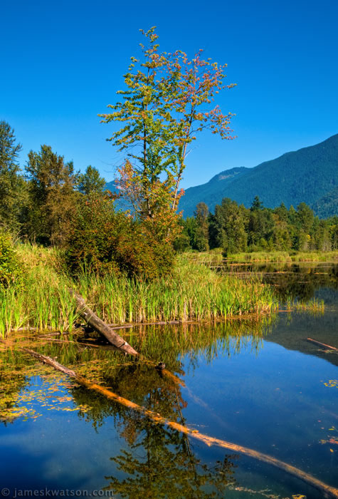 Cheam Lake Wetlands, Hope, BC