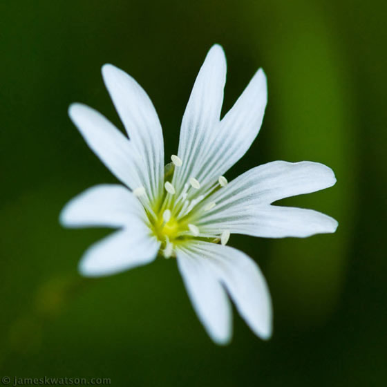 Flower Photo, Columbia River Gorge, Oregon