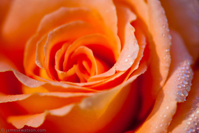 Rose, Minter Gardens, BC, Canada