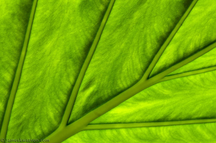 Leaf Photo, Minter Gardens, BC