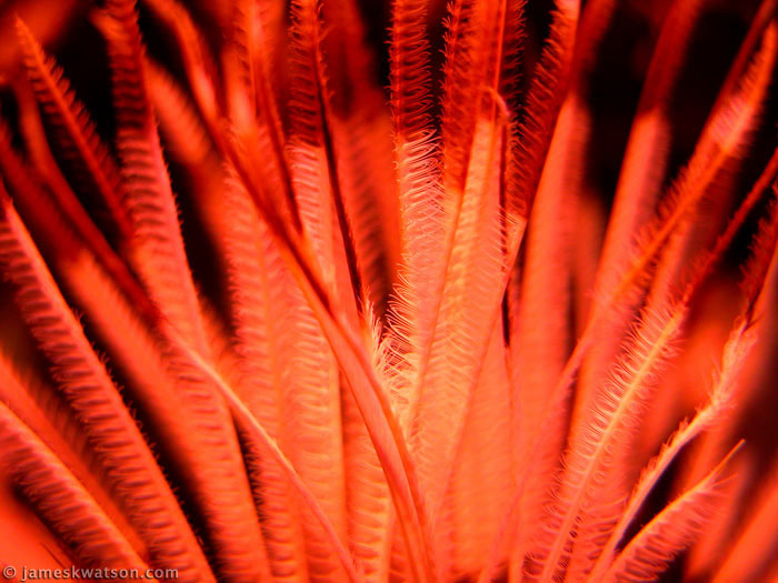 Underwater Plant Photo, Maui, Hawaii