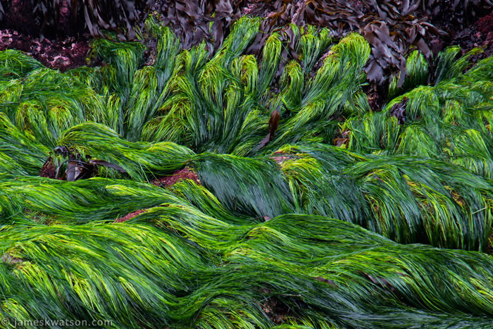 Sea Weed Photo, Boiler Bay, Oregon Coast